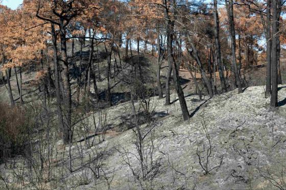 Bushfire damage