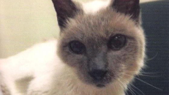 Guiness Book of World Records: Scooter the Siamese cat
