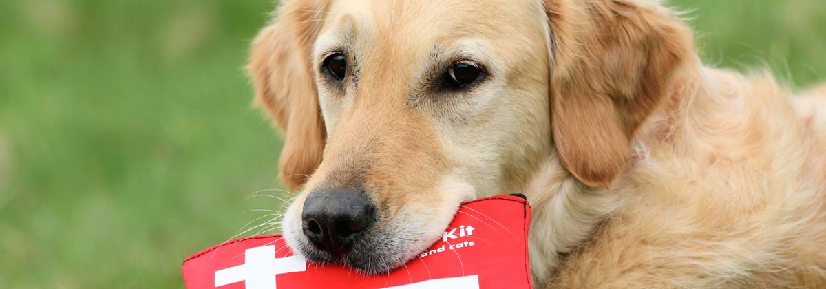 Low Interest Car Loans >> RSPCA's Free Guide to Pet First Aid: Care For Your Pets - Canstar Low Interest Car Loans >> RSPCA's Free Guide to Pet First Aid: Care For Your Pets - Canstar