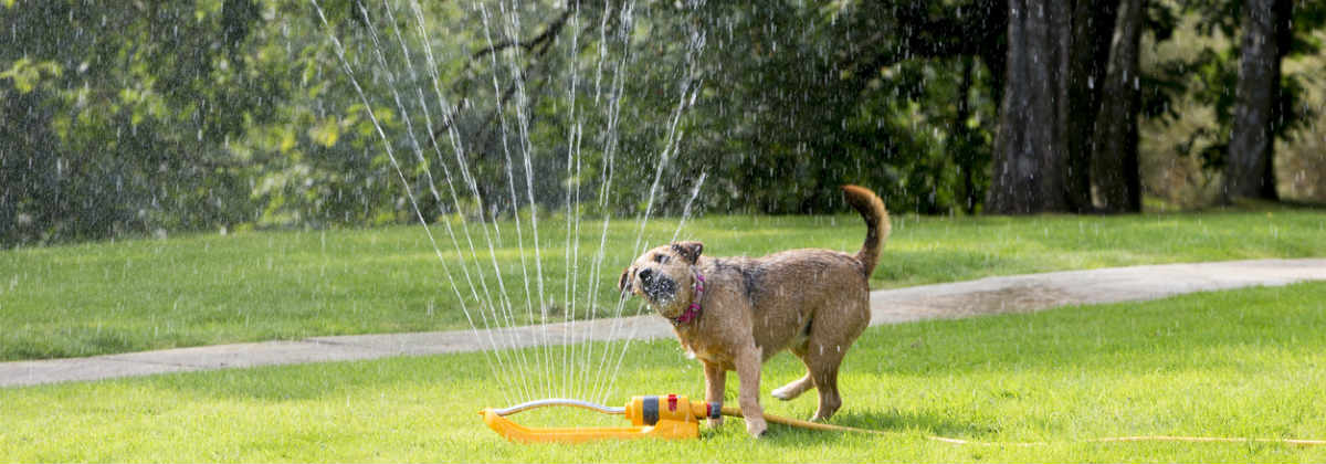 Best Pet Insurance Plans For Dogs 3