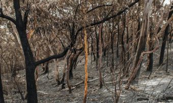 bushfire-insurance-claim