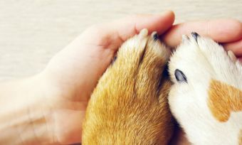 pet-insurance-star-ratings-awards-2020